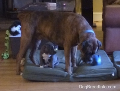 Bruno the Boxer standing over Mia the American Bully Puppy
