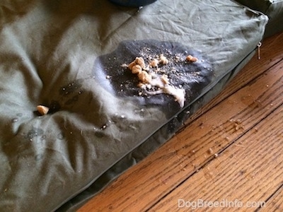 Bruno the Boxer's throw up on a dog bed