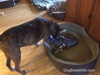 Bruno the Boxer in the face of Mia the American Bully Puppy