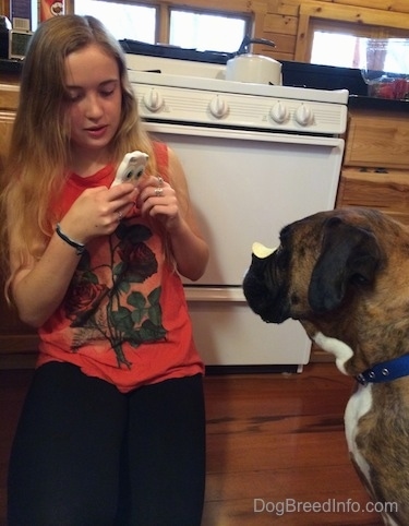 Sara taking a picture of Bruno the Boxer with a potato chip on his snout