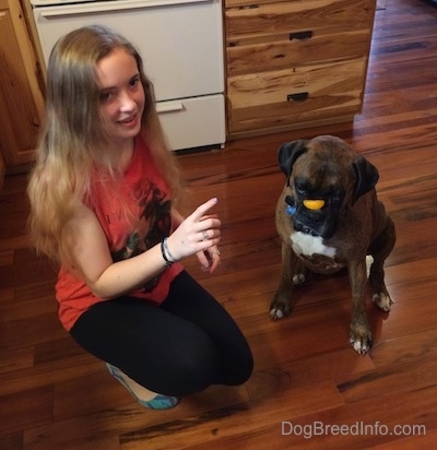 Sara making Bruno the Boxer wait before he eats a mandarin orange placed on his nose