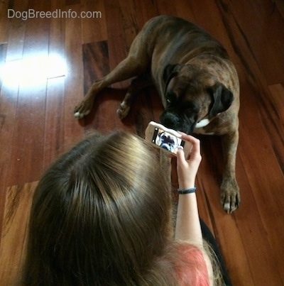 Sara taking a picture of Bruno the Boxer laying on the ground