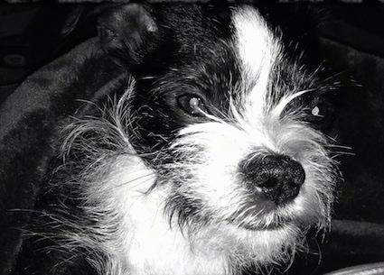 Close up - A black and white photo of the head of a Brusston, that is sitting on a dog bed.