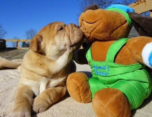 Bull-Pei puppy sniffing the face of a plush dog that has the words 'Santas Helper' on it