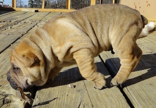 left Profile - JJ the Bull-Pei puppy sniffing a wooden porch
