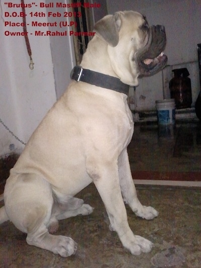 Brutus the Bullmastiff sitting on a linoleum floor and looking towards the front door. The Word 'Brutus - Bull Mastiff Male/D.O.B. - 14th Feb 2013/Place - Meerut(U.P)/Owner - Mr.Rahul Penman' is overlayed