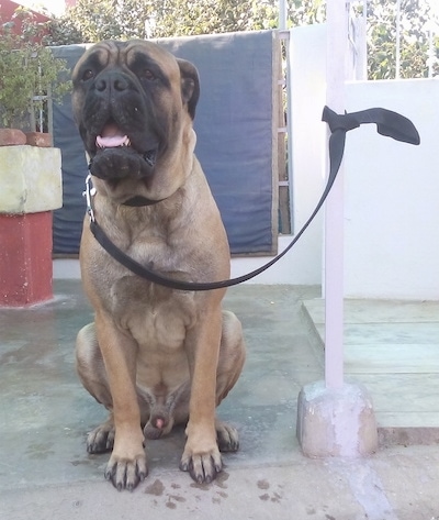 Rambo the Bullmastiff sitting outside on concrete with his mouth open and his leash is attached to a pole