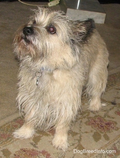 Tobe the Cairn Terrier is standing on a tan rug and looking up