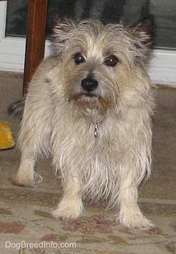 Tobe the Cairn Terrier is standing under a table