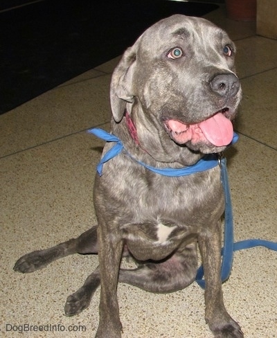 Zeus the Cane Corso Italiano Dog is sitting on a linoleum floor and looking up with its mouth open and tongue out wearing a blue bandana and blue leash