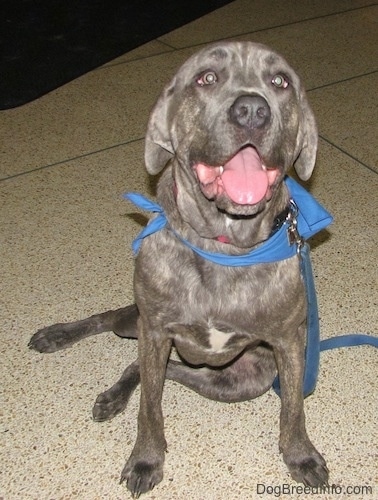 Zeus the silver Italian Mastiff is sitting on a linoleum floor and looking up at the camera holder. Zeus is also wearing a blue bandana