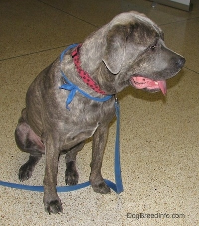 Zeus the gray Italian Mastiff is sitting on a linoleum floor and looking to the right with its mouth open and tongue out. Zeus is also wearing a blue bandana