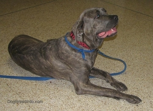 Zeus the blue brindle Italian Mastiff is laying on a linoleum floor with its mouth open. Zeus is also wearing a blue bandana and a blue leash is connected to his red polka dot collar