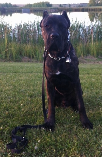 Hank the Cane Corso Italiano is sitting outside in front of tall grass and a body of water behind him