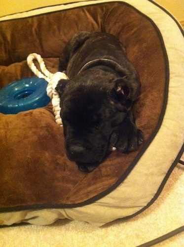 Hank the Cane Corso Italiano Puppy is sleeping on a dog bed with a rope toy and a wheel toy next to him