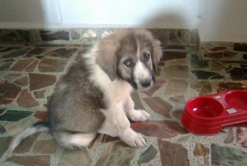 Lion the Caucasian Sheepdog puppy sitting next to an empty red dog food bowl and looking at the camera holder
