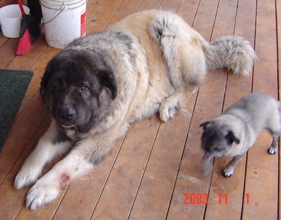 Boris the Caucasian Sheepdog laying on a hardwood floor and A Pug walking next to it