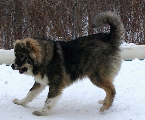Dolly the Caucasian Shepherd Dog puppy running around playing in snow with her mouth open