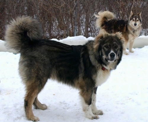 Dolly the Caucasian Shepherd Dog puppy and Kody the Shepherd/Husky mix are standing in the snow and looking at the camera holder