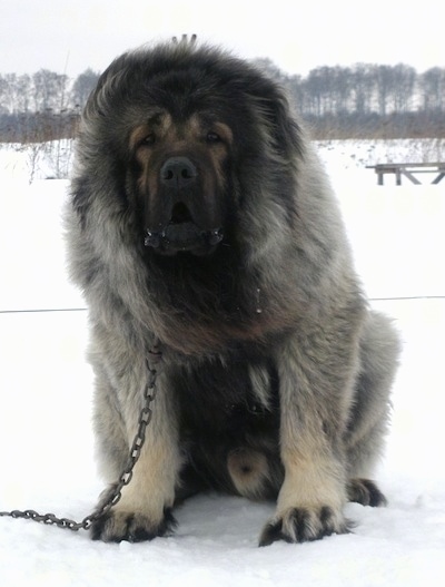 Vastelin the Caucasian Sheepdog is sitting outside in snow with its mouth open and looking at the camera holder while on a chain