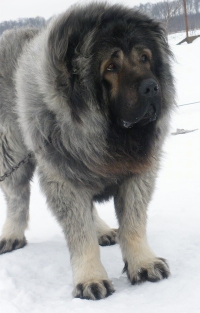 caucasian shepherd dog dog breeds