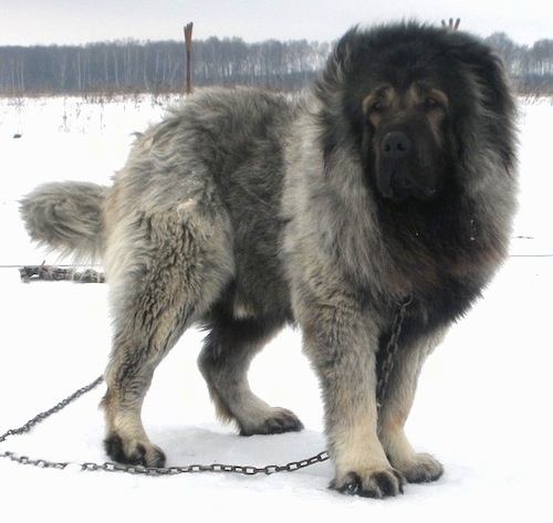 Vastelin the Caucasian Sheepdog is standing outside in snow and looking to the left while on a chain