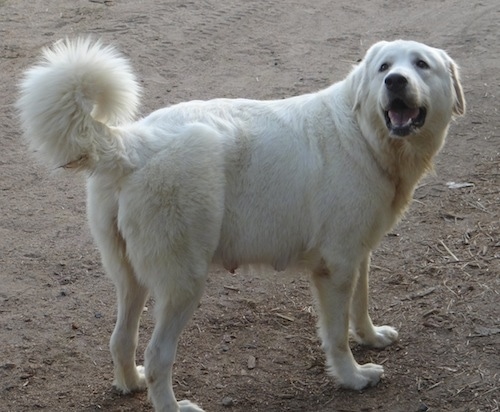 The backside of a large breed, Caucasian Shepherd Dog that is standing in dirt and looking to the left of its body. Its mouth is open and it looks like it is smiling.