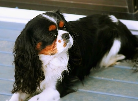 Aslan the Cavalier King Charles Spaniel is laying on a wooden deck and looking to the right