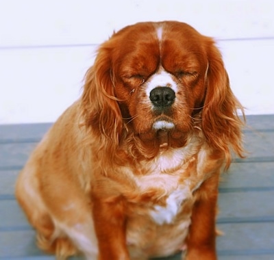 Ruby the Cavalier King Charles Spaniel is sitting on a wooden deck with her eyes closed 
