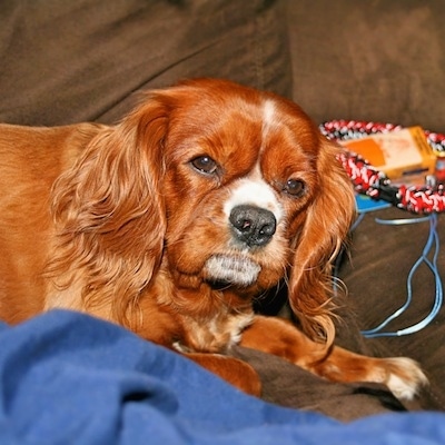Ruby the Cavalier King Charles Spaniel is laying on a couch with a blue blanket in front of her