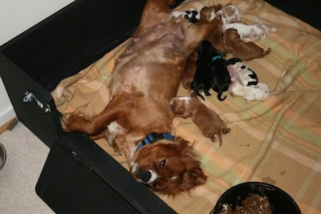 Ruby the Cavalier King Charles Spaniel is laying in a whelping box next to a litter of puppie she gave birth to