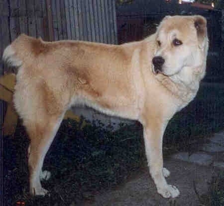 Deja the Central Asian Shepherd is standing outside in front of a wooden fence and looking behind it