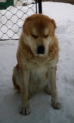 Deja the Central Asian Shepherd is sitting outside in the snow and looking down.