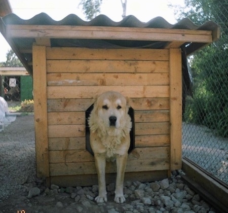 Deja the Central Asian Shepherd is halfway out of a dog house
