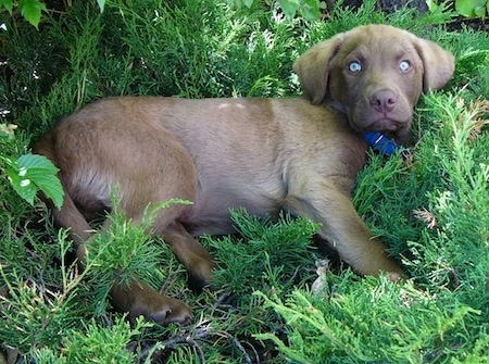Odin the Chesapeake Bay Retriever Puppy is laying in a bush and looking towards the camera holder