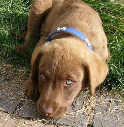 Odin the Chesapeake Bay Retriever Puppy is outside laying on grass