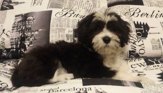 Flash Gordon the Chi-Chi Puppy laying on a newspaper patterned bed and looking at the camera holder