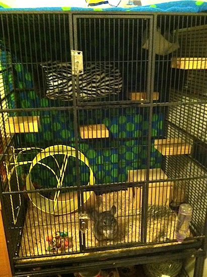 A young Chinchilla is standing in front of the door to it cage and it is looking out.