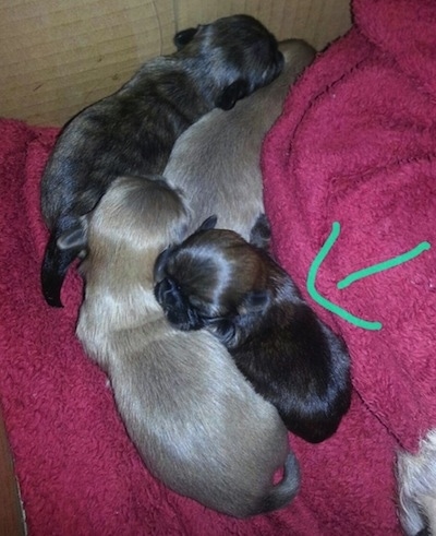Four newborn litter of Chinese Imperial Puppies are laying in a red blanket. There is a green arrow overlayed pointing to Izzy Bitsy Roberts