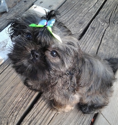 Izzy Bitsy Roberts the Chinese Imperial Dog as a puppy is sitting on a wooden porch with a blue and green ribbon in her hair and she is a little bit wet