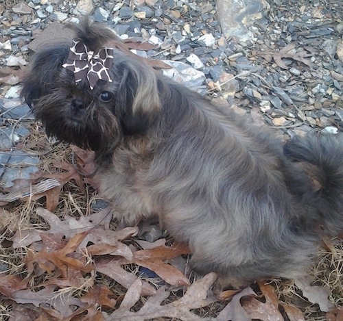 Izzy Bitsy Roberts the Chinese Imperial Dog as a puppy with a Giraffe print ribbon in her hair sitting on a rocky leafy surface looking back and up towards the camera