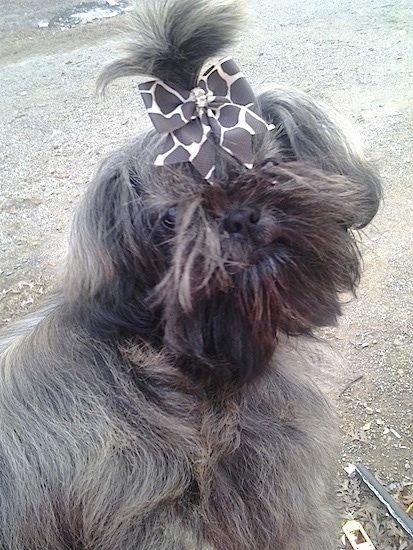 Izzy Bitsy Roberts the Chinese Imperial Dog, with a Giraffe print ribbon in her hair looking back at the camera holder