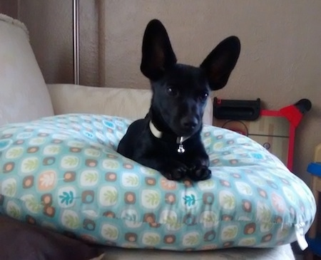 Batman the black short-haired Chiweenie is laying on a pillow on a couch. His ears are very large and bat-like sticking straight up.
