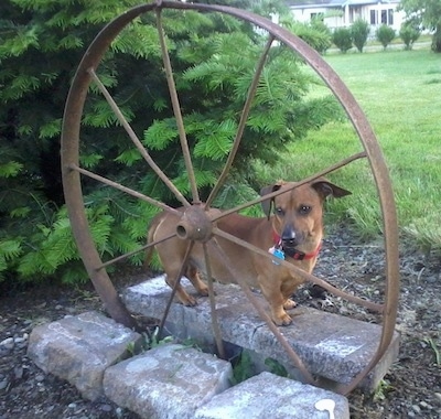 Chevy the Chweenie is standing in a garden behind a rusted steel wheel. He is brown with black tips and big drop ears.