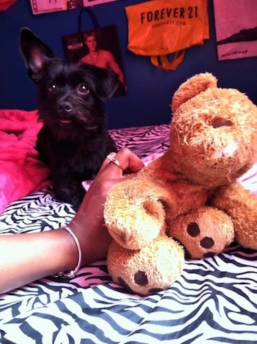 Coco the black Chizer as a puppy laying on a zebra print blanket and next to a stuffed bear with a hand holding the bear in the picture with a Forever 21 and a Hollister store bag hanging on the wall behind them