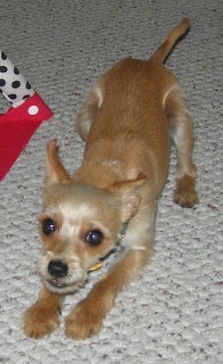 Chico the tan Chorkie is play bowing on a carpeted floor looking ready to play