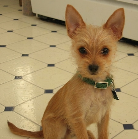 Chico the tan Chorkie is wearing a green collar while sitting on a tiled floor and looking toward the camera holder