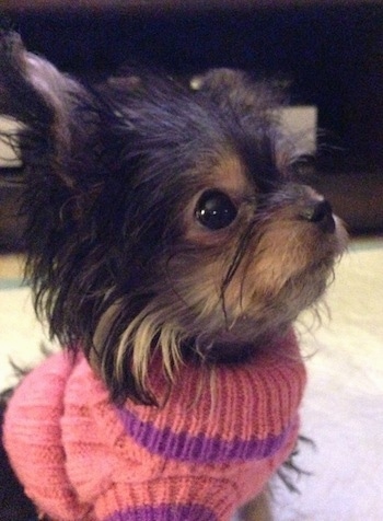 Close Up - Wren the very small longhaired black and tan Chorkie is wearing a pink sweater with a purple stripe on the sleeves and neck line.