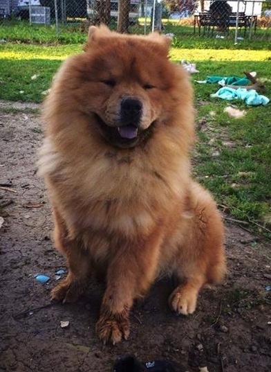 A squinty eyed, fluffy, brown Chow Chow is sitting in mud and there is mud all over its paws. It looks like it is smiling and its mouth is open and black tongue is out. There are pieces of cloth all over the lawn behind it.
