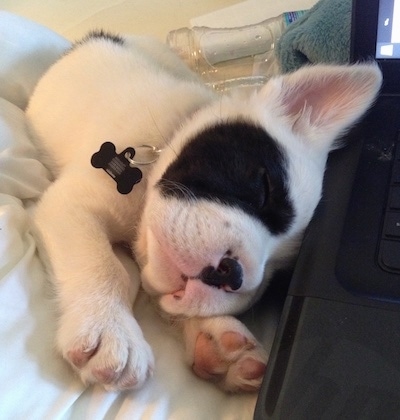 Mansell the Clumberstiff Puppy is sleeping next to a laptop with an empty water bottle in the background